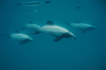 Hector's and Maui's Dolphins are fast disappearing