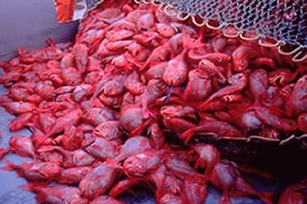 Orange roughy stocks have been heavily overfished - we must act now to save them